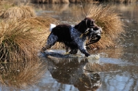 Picture of small Munsterlander retrieving