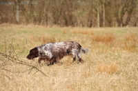 Picture of Small Munsterlander searching in field