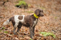 Picture of small Munsterlander, side view in autumn