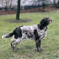 Picture of small munsterlander standing on grass