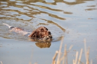 Picture of Small Munsterlander swimming in water