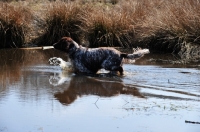 Picture of small Munsterlander walking in water