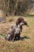 Picture of small Munsterlander with retrieved duck