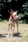 Picture of small Peruvian Hairless dog (Perro sin Pelu del Peru)