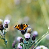 Picture of small tortoiseshell  butterfly on a flower