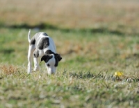 Picture of small Whippet puppy sniffing grass