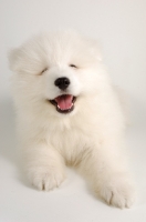 Picture of smiling 9 week old Samoyed puppy on white background