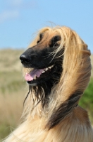 Picture of smiling Afghan Hound
