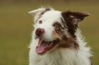 Picture of smiling Border Collie