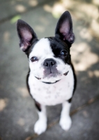 Picture of Smiling Boston Terrier.