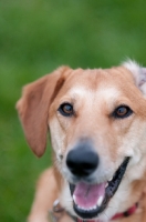 Picture of smiling dog