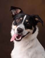 Picture of smiling mixed breed dog on brown background