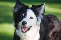 Picture of smiling odd eyed border collie