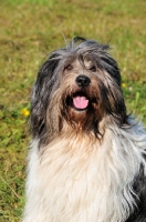 Picture of smiling Polish Lowland Sheepdog