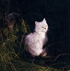 Picture of smoke cat in long grass