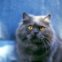 Picture of smoke cat, portrait