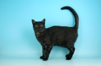 Picture of smoke egyptian mau standing on blue background