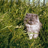 Picture of smoke kitten in grass