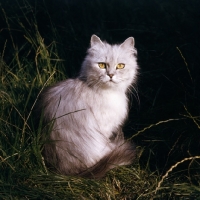 Picture of smoke Persian cat sitting in grass
