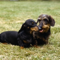 Picture of smooth and wire haired dachshund sitting on grass