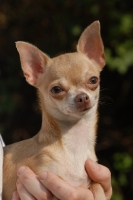 Picture of Smooth Chihuahua being held up