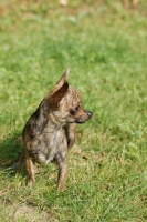 Picture of Smooth Chihuahua on grass