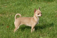 Picture of Smooth Chihuahua standing on grass