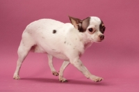 Picture of smooth Chihuahua walking on pastel background