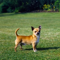 Picture of smooth coat chihuahua, Dog World all time Top CC winners 7th