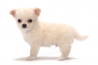 Picture of smooth coated Chihuahua puppy standing on white background