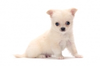 Picture of smooth coated Chihuahua puppy sitting on white background
