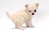 Picture of smooth coated Chihuahua puppy on white background
