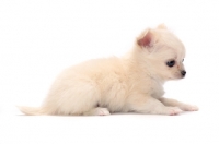 Picture of smooth coated Chihuahua puppy lying down on white background
