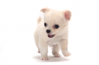 Picture of smooth coated Chihuahua puppy looking cute on white background