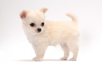 Picture of smooth coated Chihuahua puppy, side view