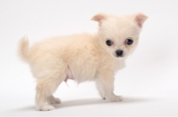 Picture of smooth coated Chihuahua puppy, looking towards camera