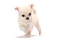 Picture of smooth coated Chihuahua puppy walking on white background