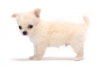 Picture of smooth coated Chihuahua puppy, side view