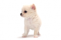 Picture of smooth coated Chihuahua puppy standing on white background