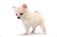 Picture of smooth coated Chihuahua puppy on white background, one leg up