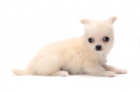 Picture of smooth coated Chihuahua puppy lying down