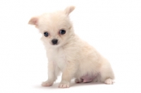 Picture of smooth coated Chihuahua puppy sitting down on white background