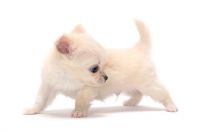 Picture of smooth coated Chihuahua puppy in studio