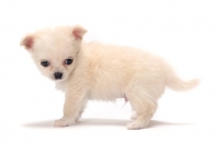 Picture of smooth coated Chihuahua puppy on white background, side view