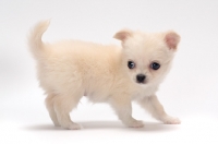 Picture of smooth coated Chihuahua puppy