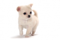 Picture of smooth coated Chihuahua puppy