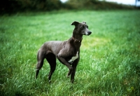 Picture of smooth coated lurcher standing in a field