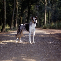 Picture of smooth collie,  ch glenmist blue lodestone, in woods