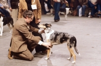 Picture of Smooth Collie being judged at show