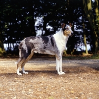 Picture of smooth collie, ch glenmist blue lodestone, in woods
